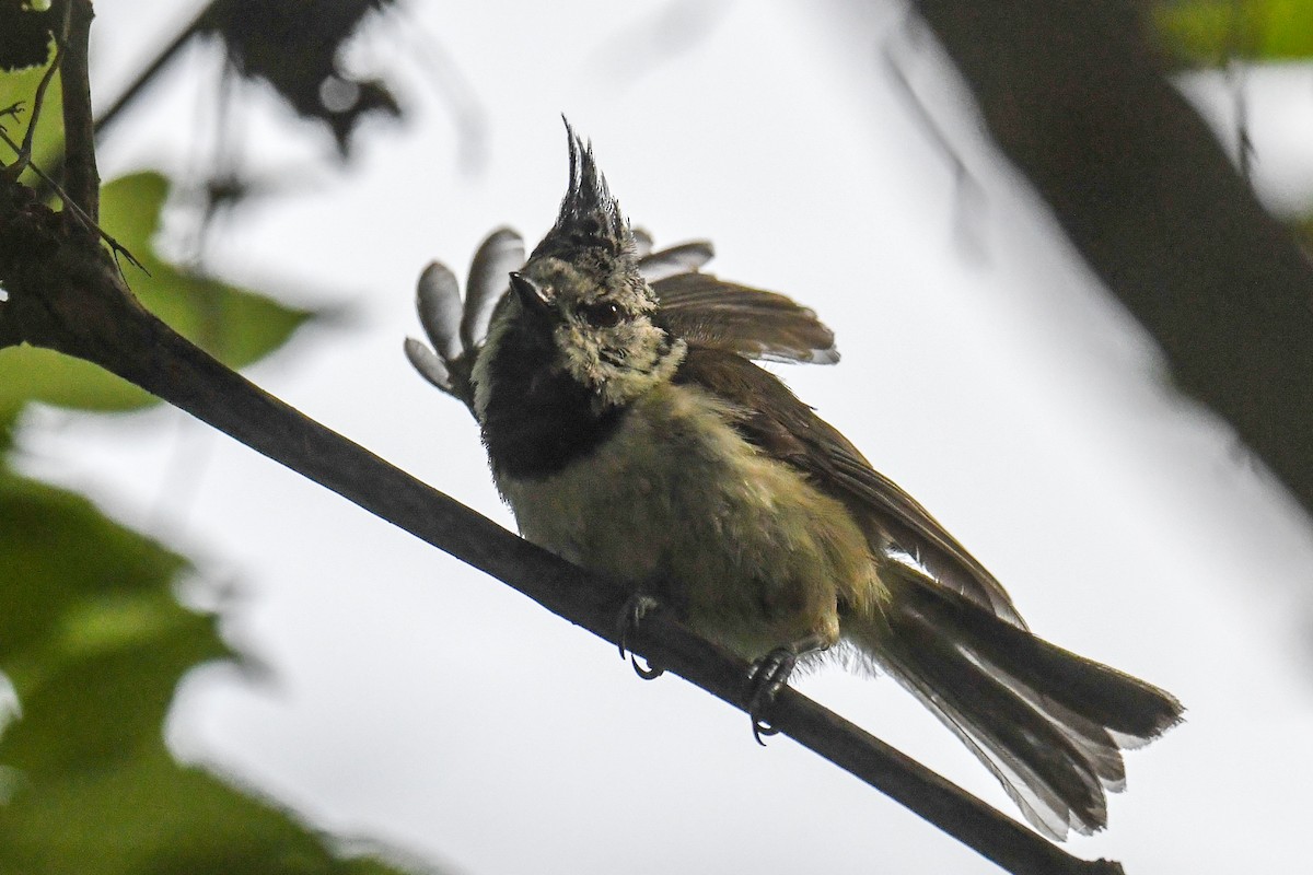 Crested Tit - ML247072431