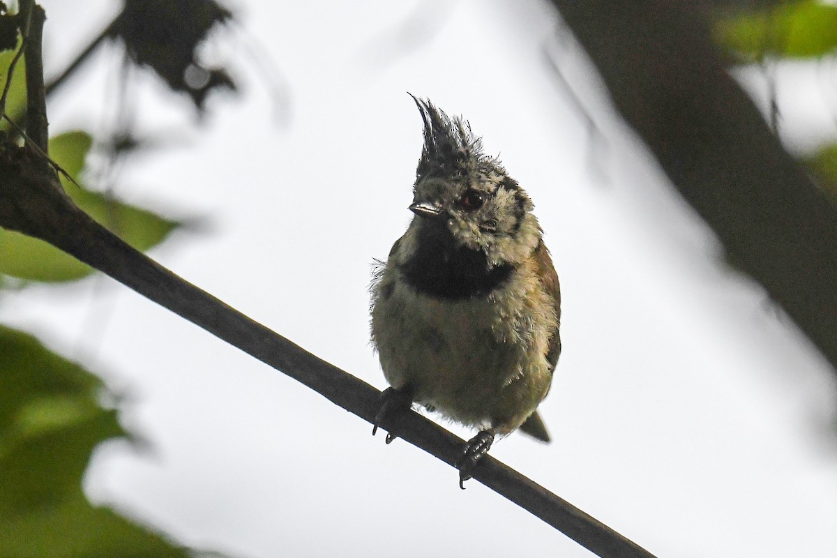 Crested Tit - ML247072441