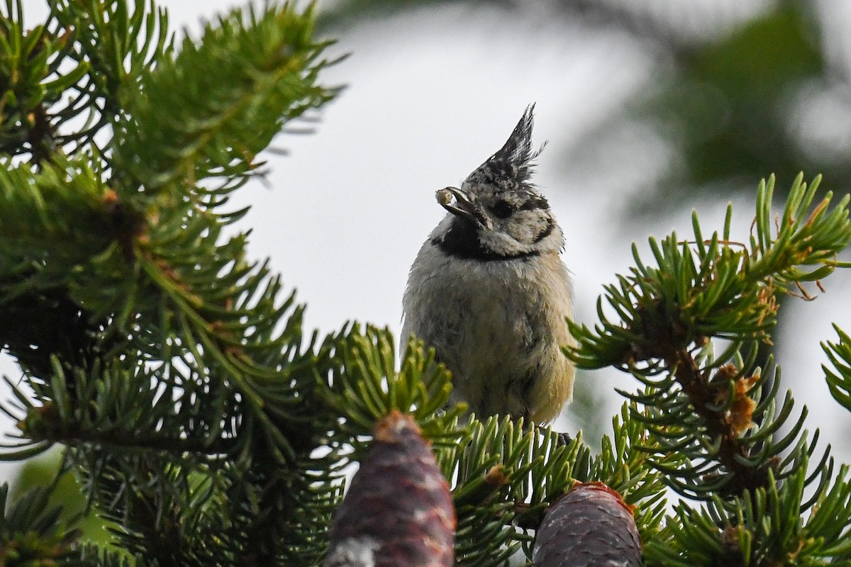 Crested Tit - ML247072501
