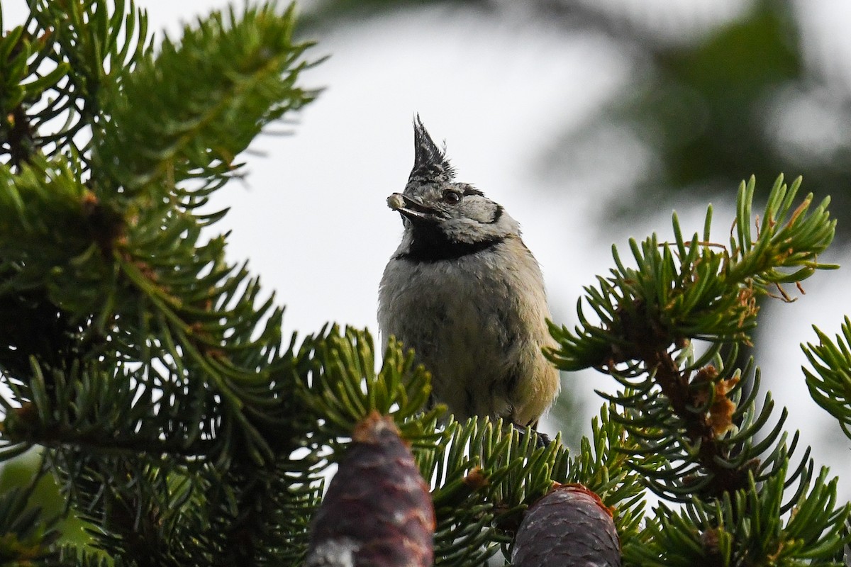 Crested Tit - ML247072571