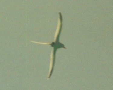 Weißschwanz-Tropikvogel - ML247072751