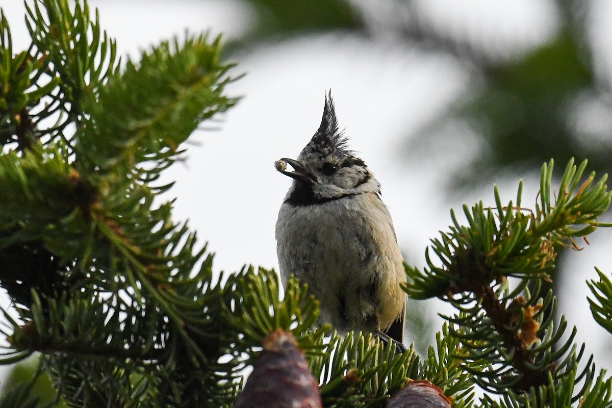 Crested Tit - ML247073601