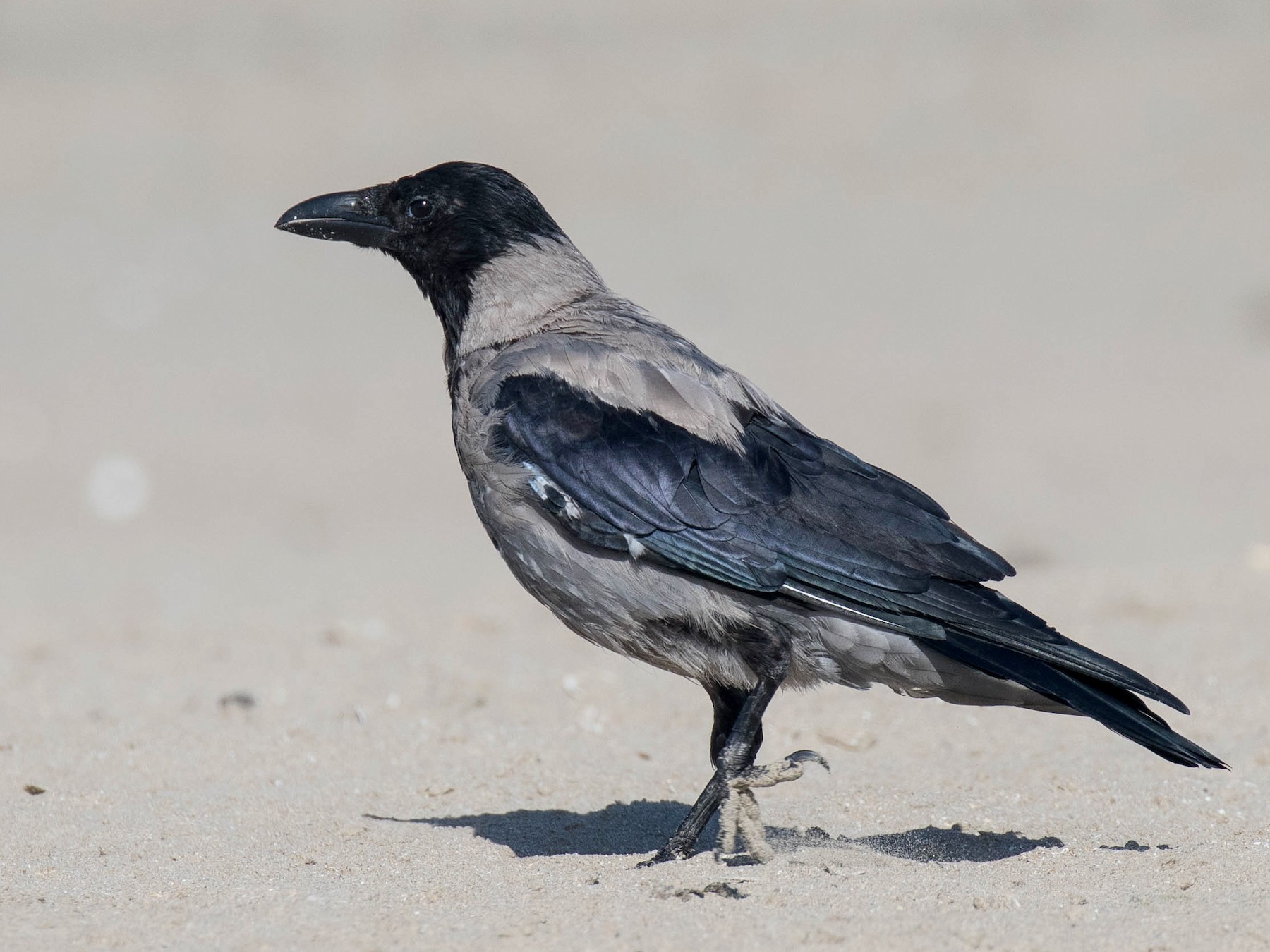 Hooded Crow - Nick Dorian