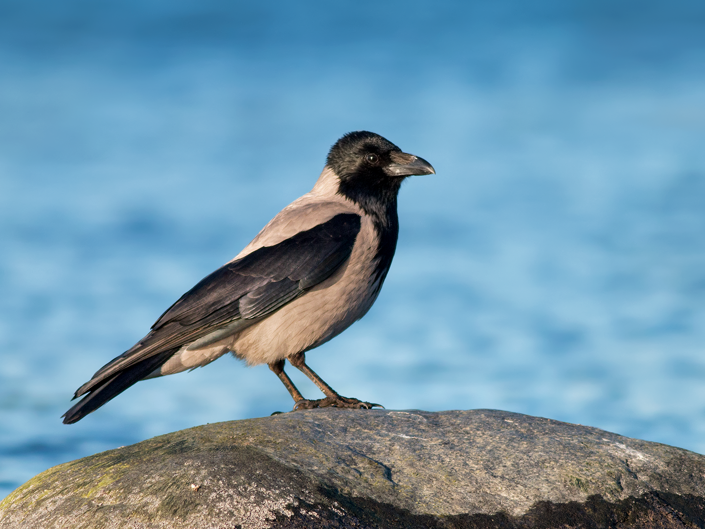 Hooded Crow - eBird