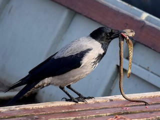 ズキンガラス - eBird