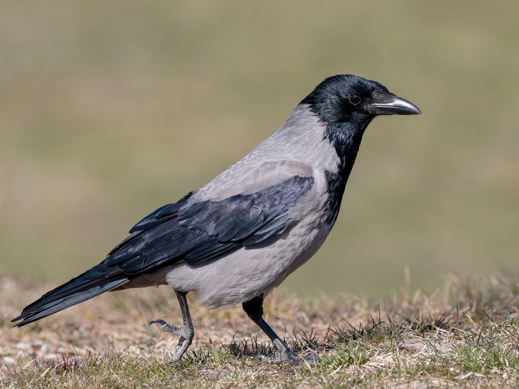 Corbeau pie - eBird