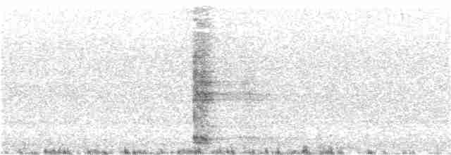 Ring-necked Pheasant - ML247074301