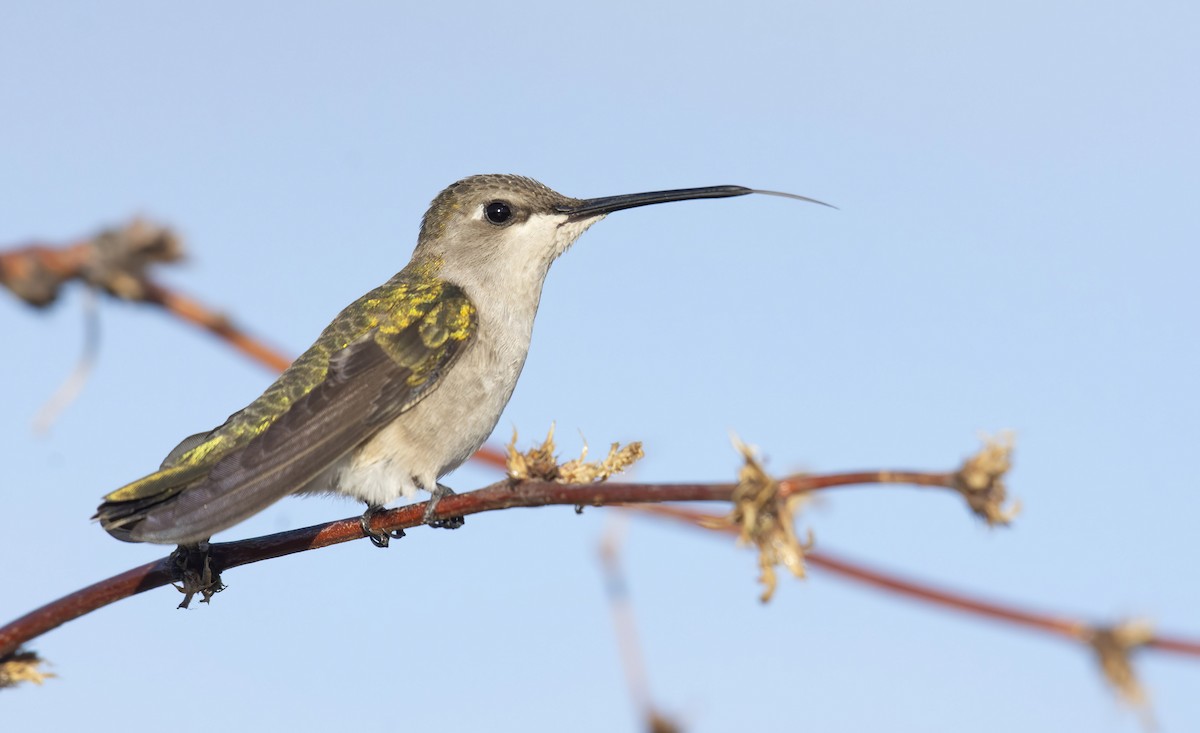 Black-chinned Hummingbird - ML247074701