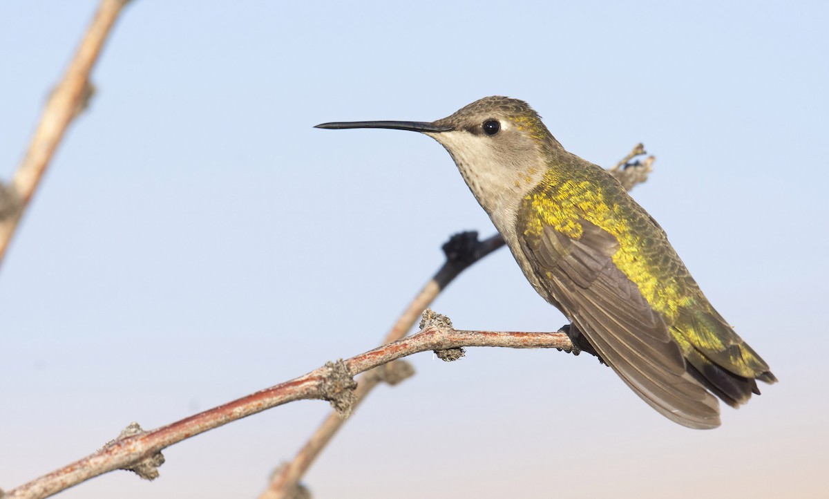 Black-chinned Hummingbird - ML247074861