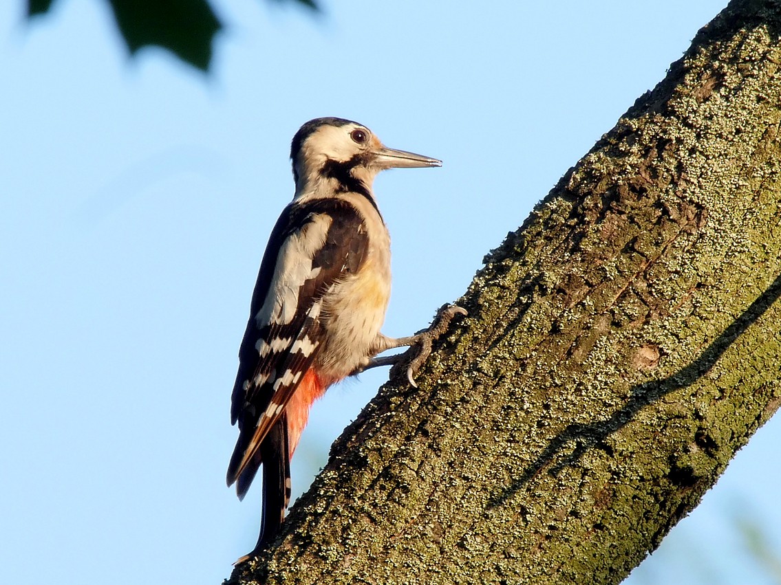 Syrian Woodpecker - Josep del Hoyo