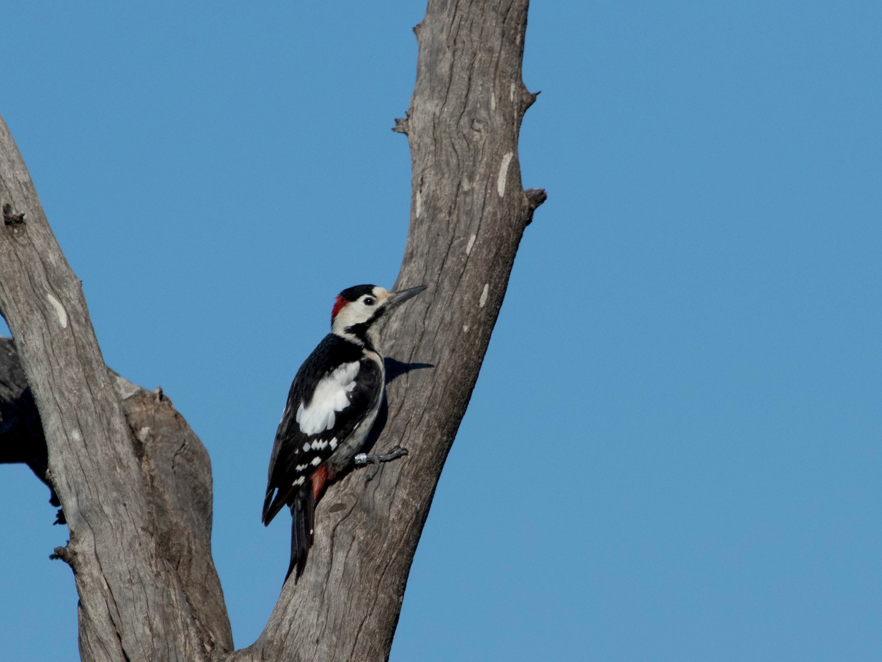 Syrian Woodpecker - Michael Hyman