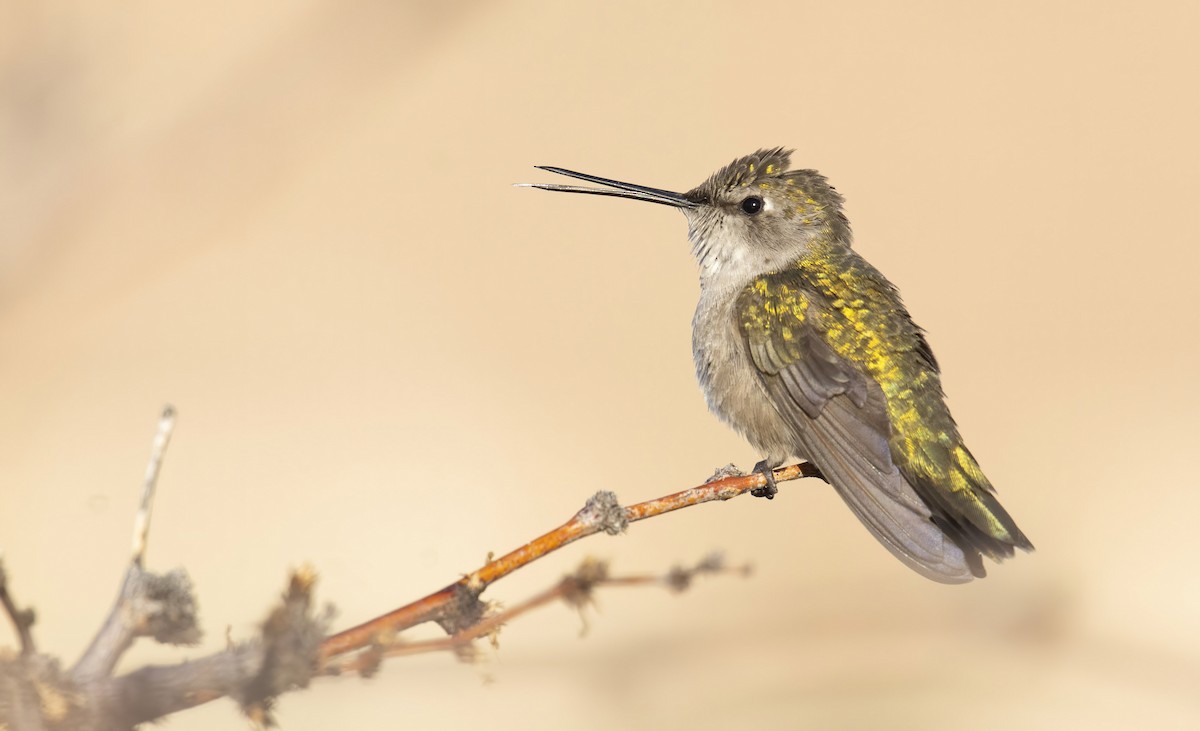 Black-chinned Hummingbird - Marky Mutchler