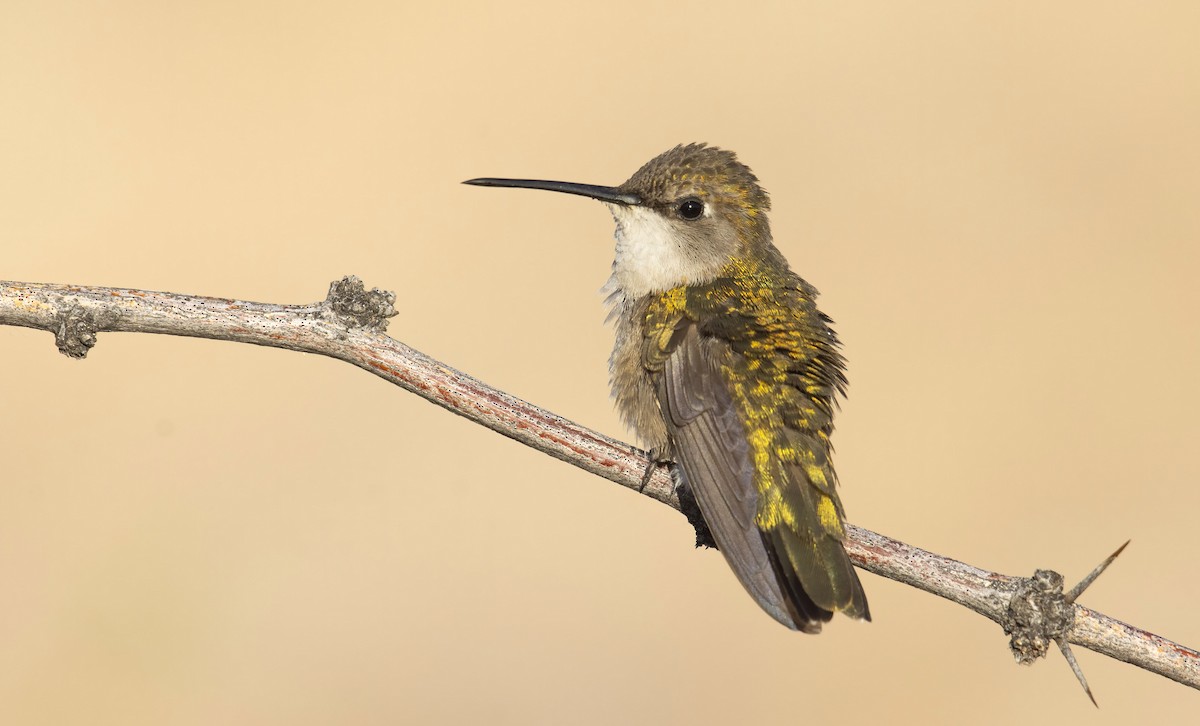 Black-chinned Hummingbird - ML247075171