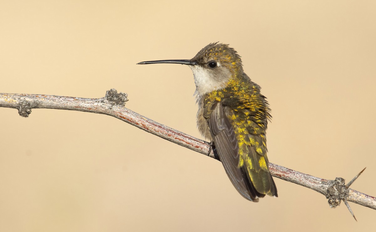 Black-chinned Hummingbird - ML247075191
