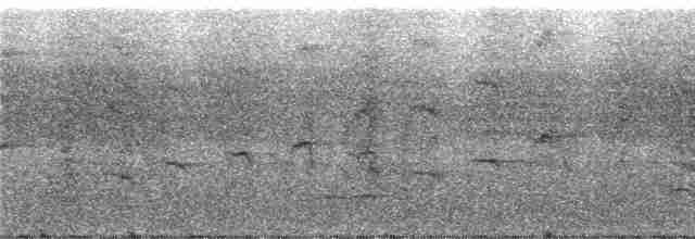 Сверкающий дронго (longirostris) - ML247076