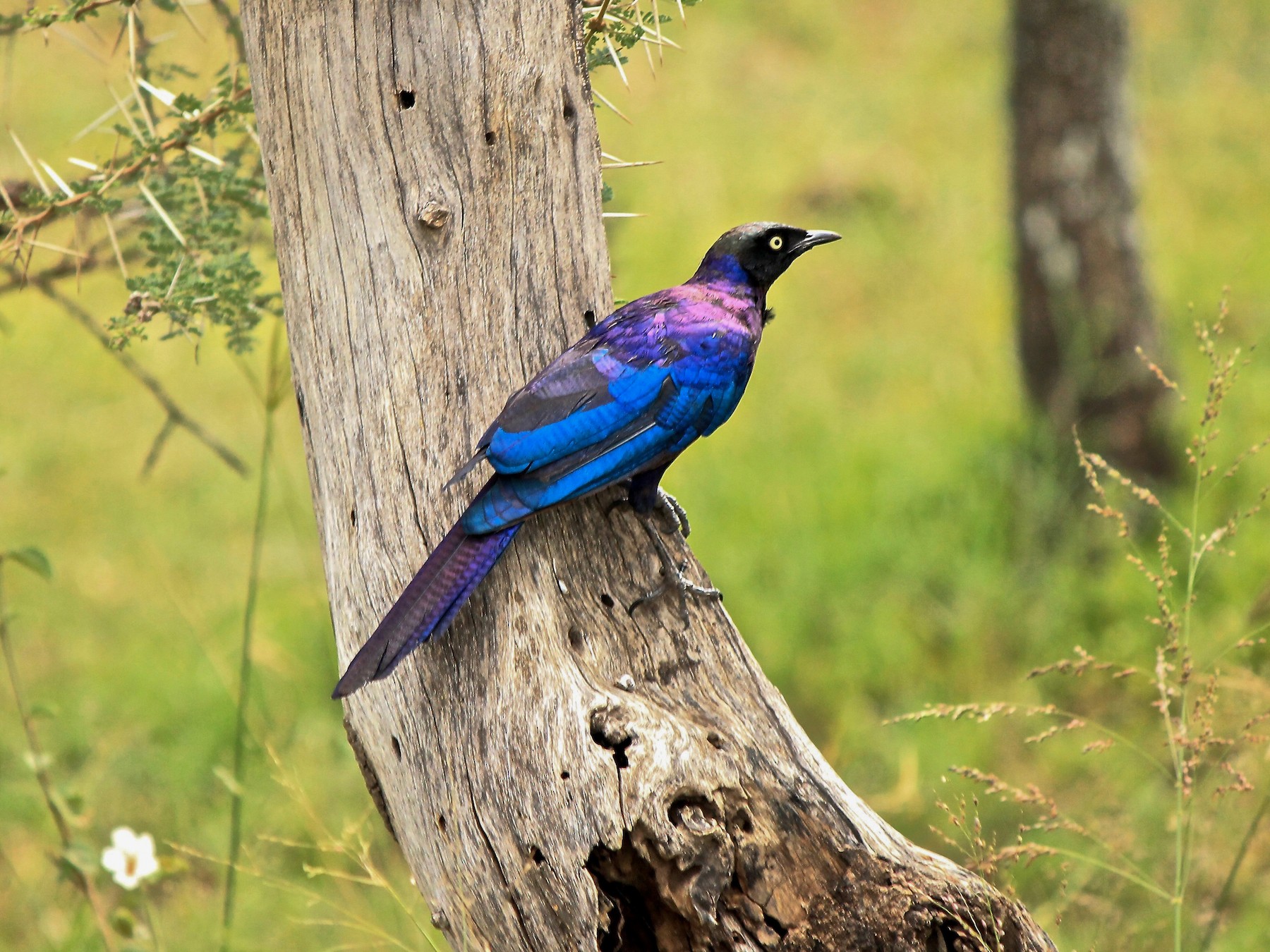 rüppell's starling - eBird