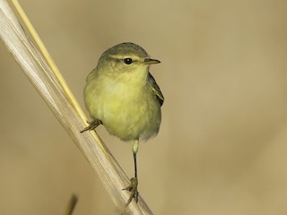  - Willow Warbler