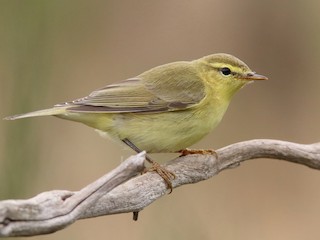  - Willow Warbler