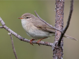  - Willow Warbler