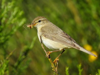  - Willow Warbler