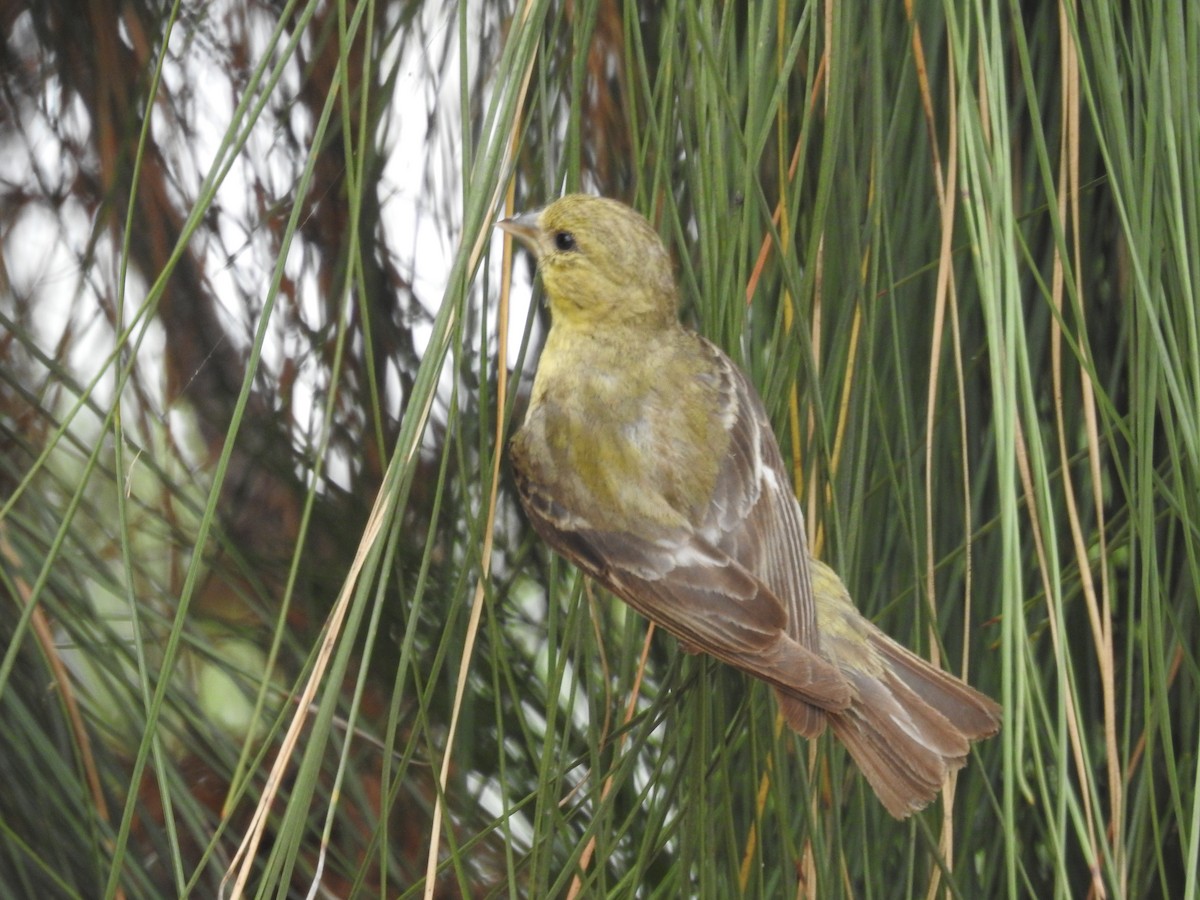 Lesser Goldfinch - Indigo Brude