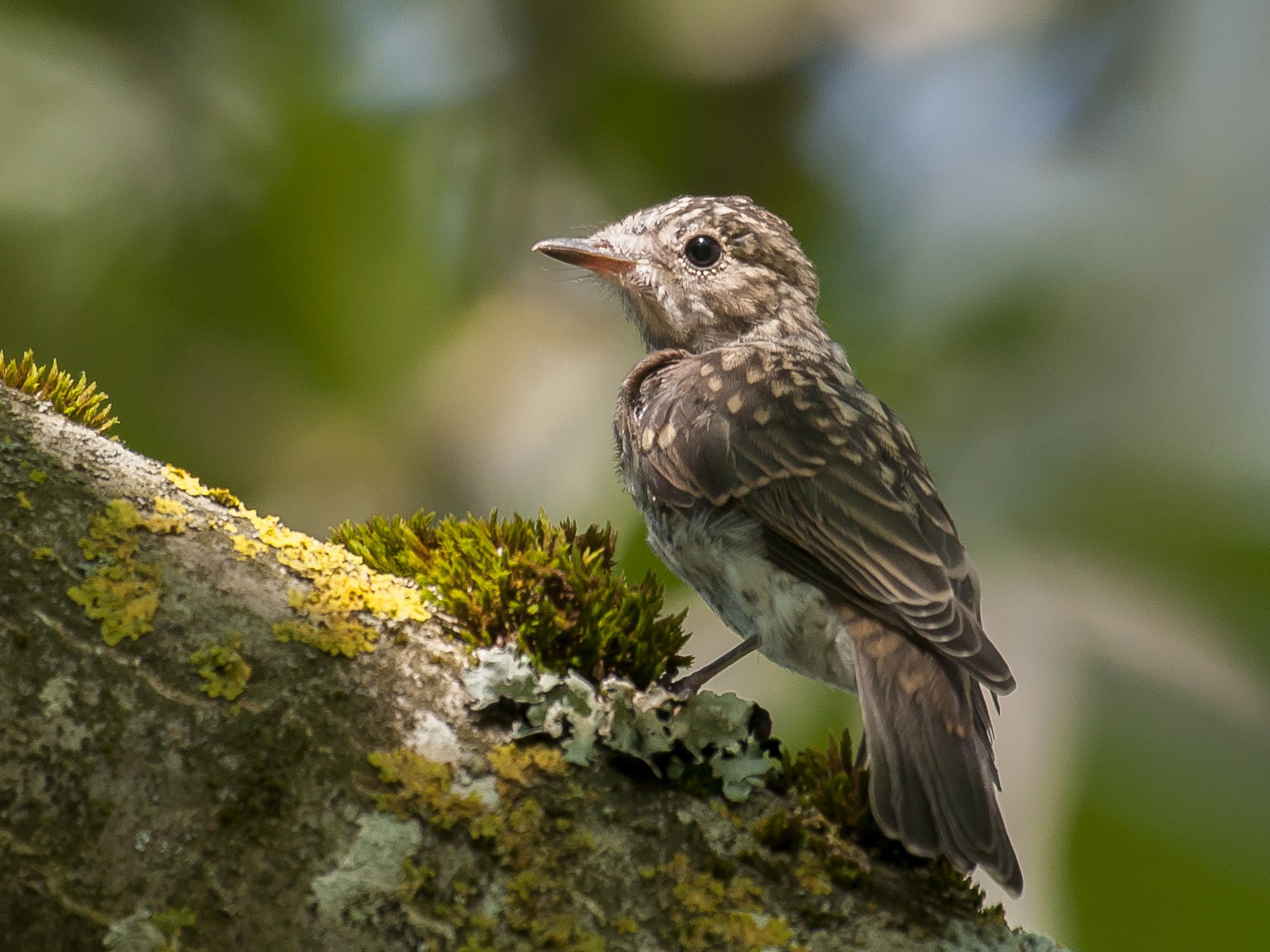 Spotted Flycatcher - Etienne Artigau🦩