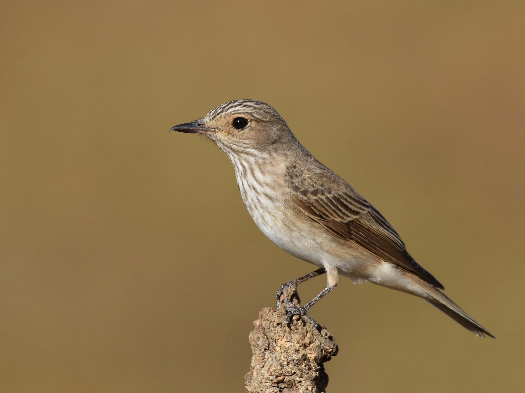 Spotted Flycatcher - Santiago Caballero Carrera