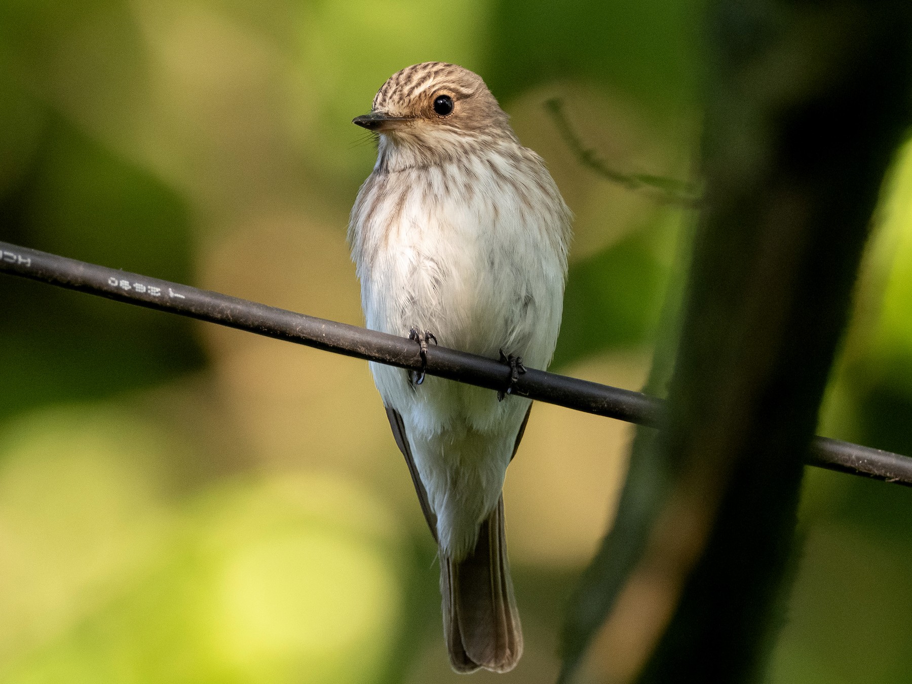 Spotted Flycatcher - James Kennerley