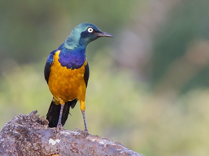 Golden-breasted Starling - Niall D Perrins