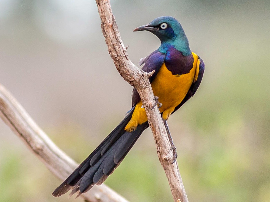 Golden-breasted Starling - Antero Topp