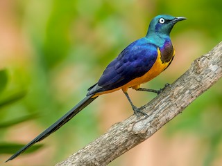  - Golden-breasted Starling