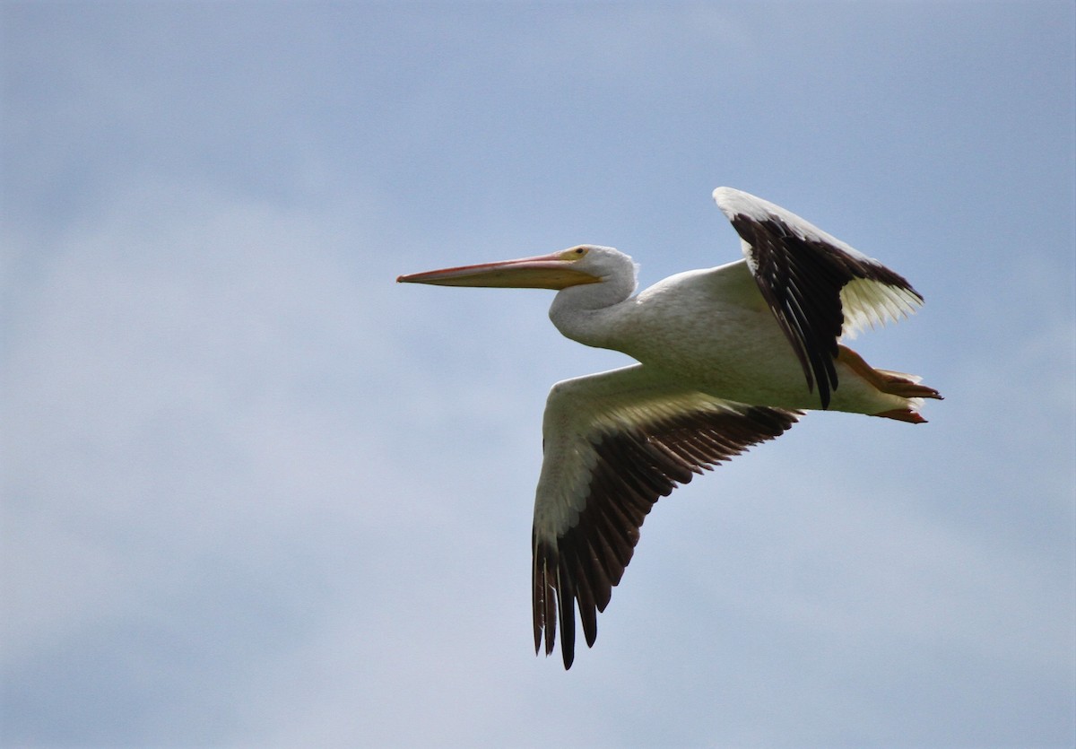 American White Pelican - Henry Gorski