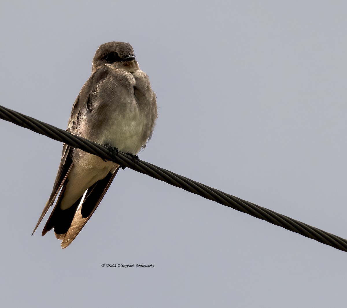 Northern Rough-winged Swallow - Keith McFaul