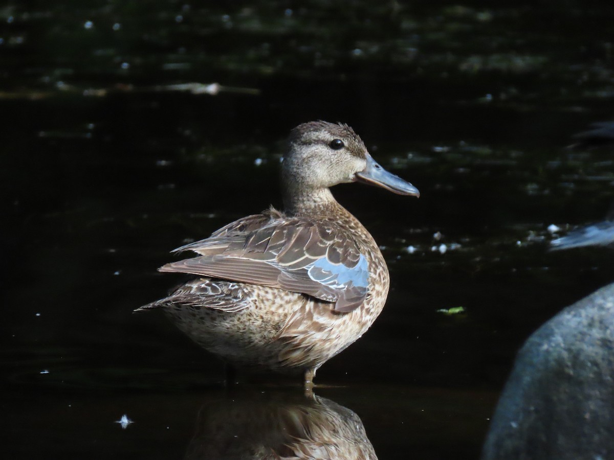 Blue-winged Teal - ML247081311
