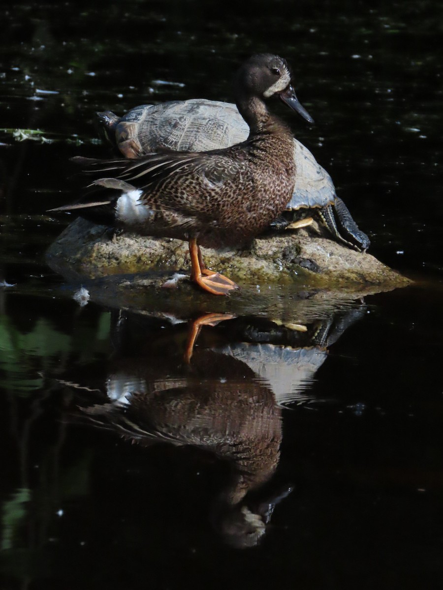Blue-winged Teal - ML247081411