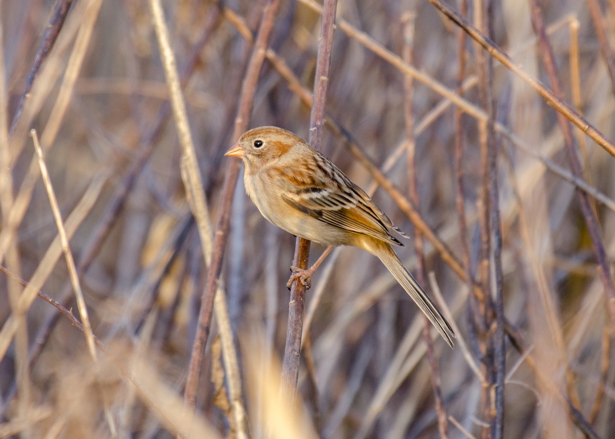 Field Sparrow - ML24708151