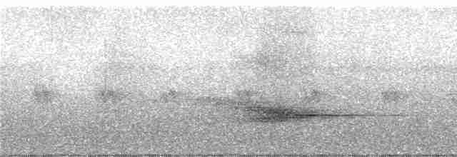 Glanzfleckdrongo (longirostris) - ML247082