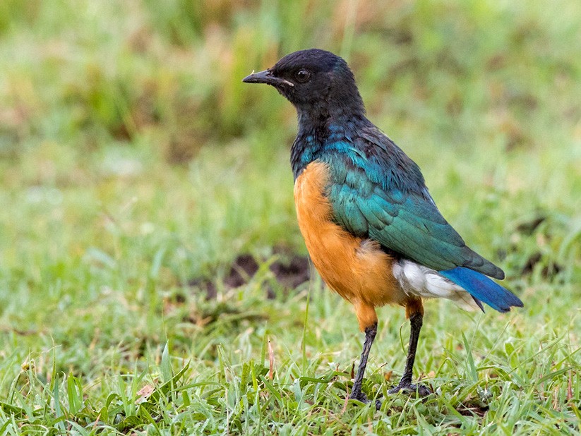 Superb Starling - Lars Petersson