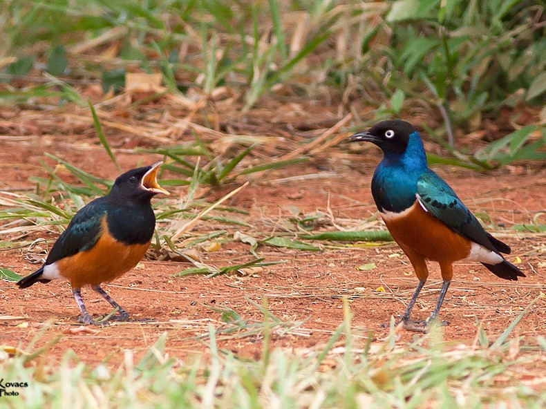 Superb Starling - eBird