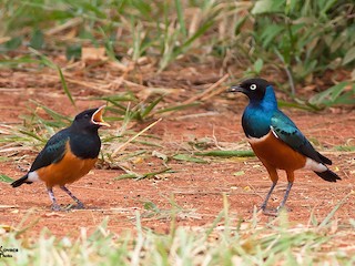 ツキノワテリムク - eBird