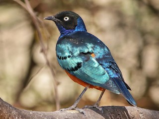 ツキノワテリムク - eBird