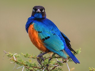 ツキノワテリムク - eBird