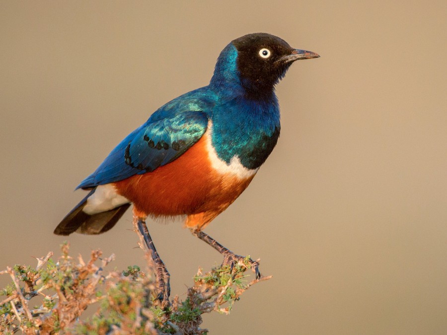 Superb Starling - eBird