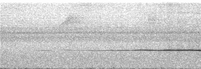 Glanzfleckdrongo (longirostris) - ML247083