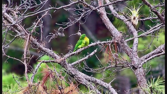 Green Parakeet - ML247083161