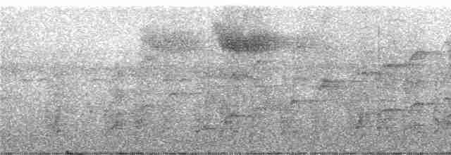 Glanzfleckdrongo (longirostris) - ML247085