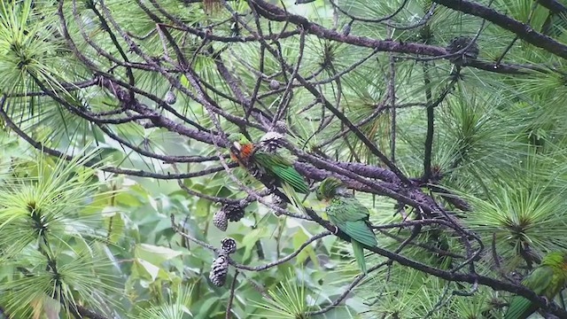 Meksika Yeşil Papağanı - ML247085411