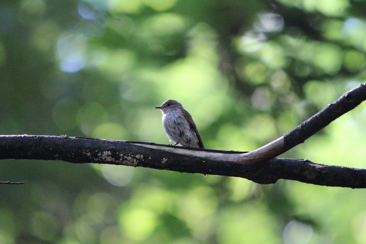 Spotted Flycatcher - Anonymous