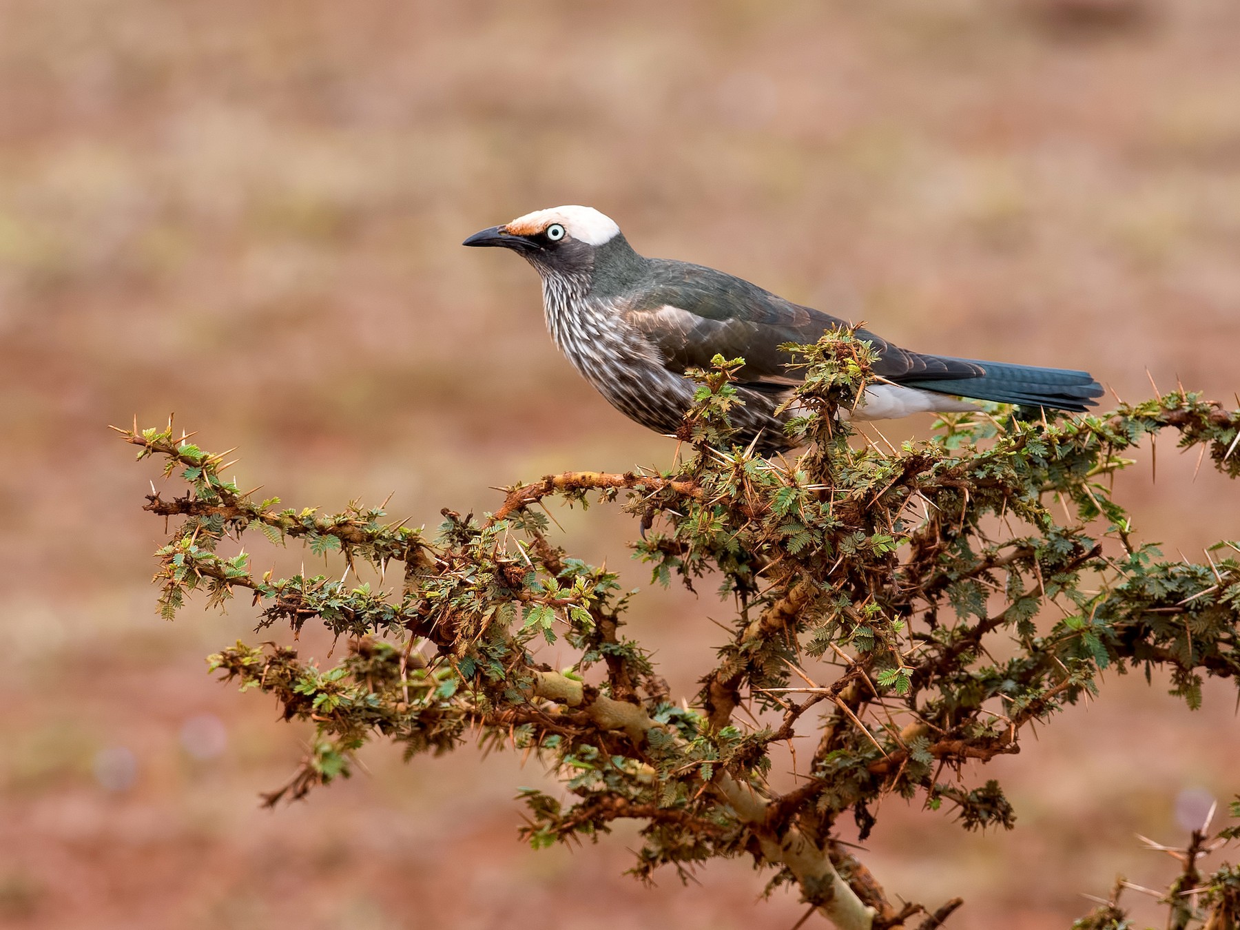 White-crowned Starling - Shailesh Pinto