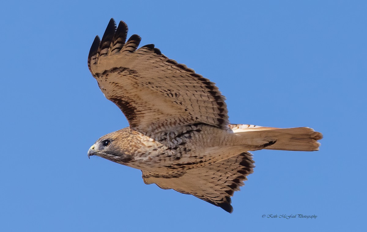 Red-tailed Hawk - Keith McFaul